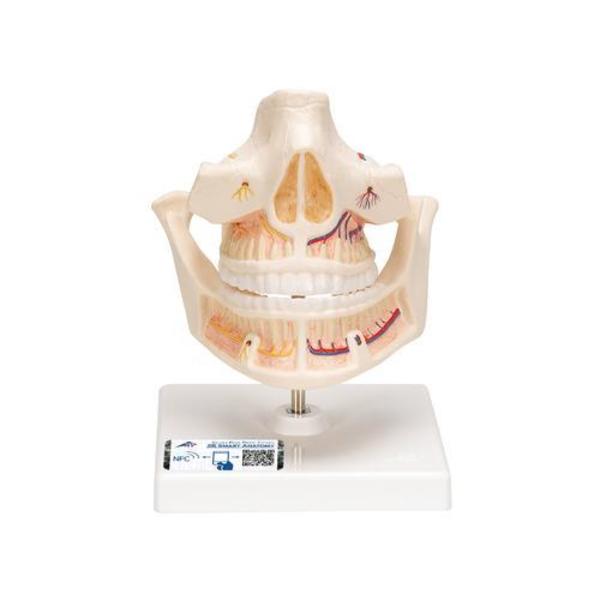 3B Scientific Adult Dentures - w/ 3B Smart Anatomy 1001247